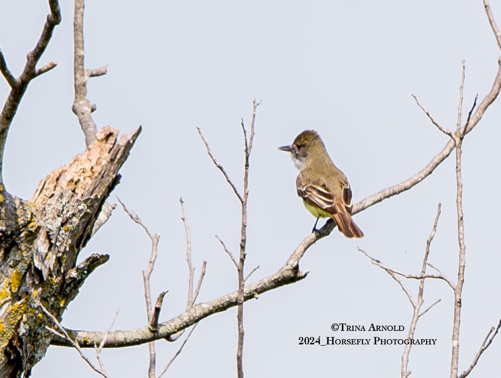 Great Crested Flycatcher - Trina Arnold