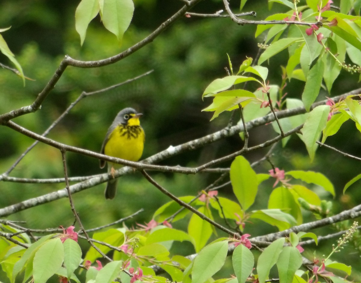 Canada Warbler - Cindy Grimes