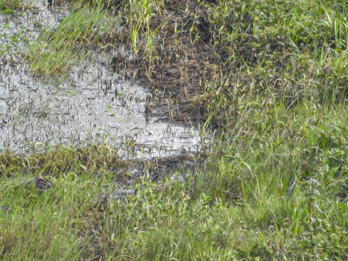 Pantanal Snipe - Rafael Juchem