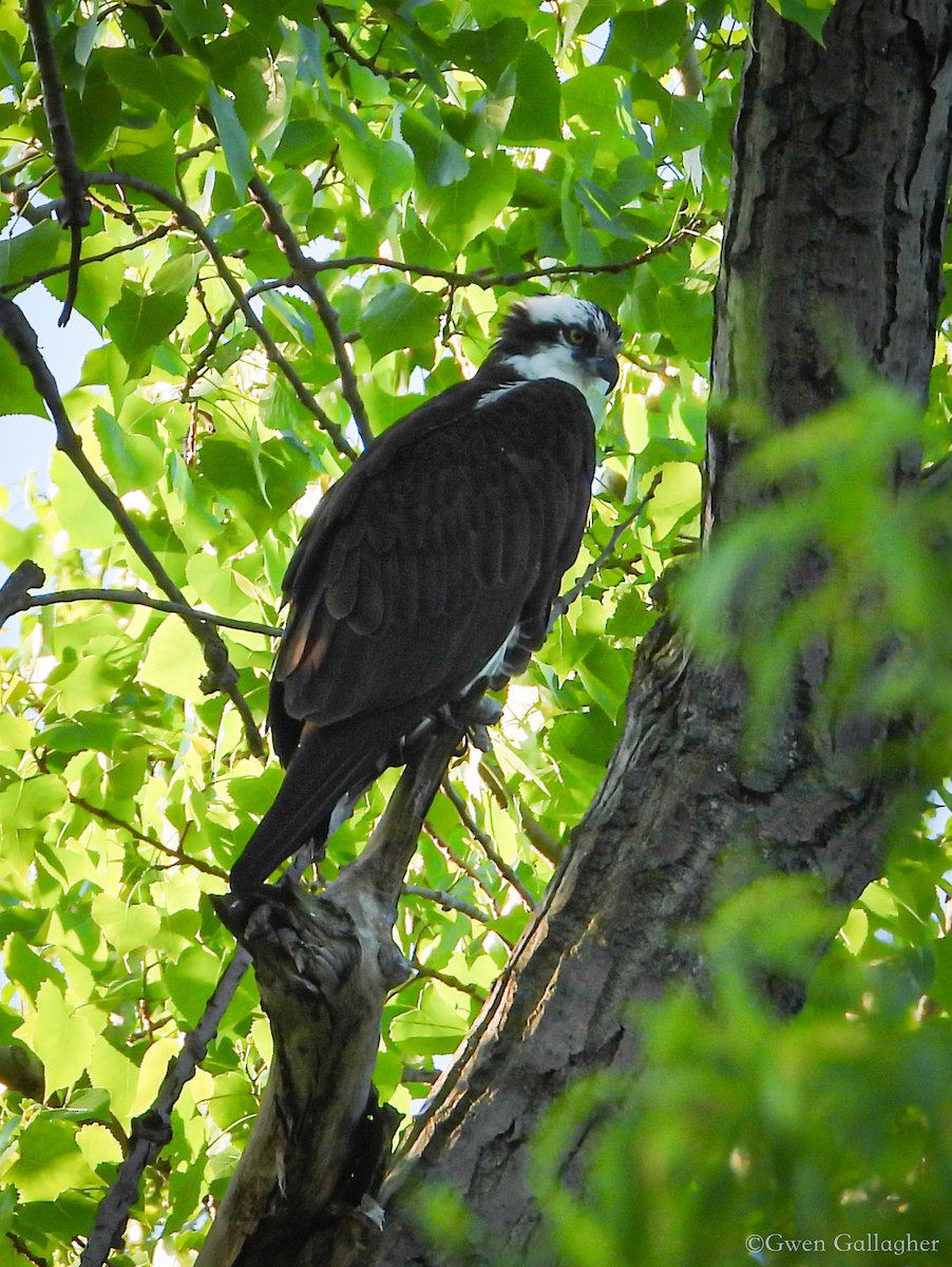 Osprey (carolinensis) - Gwen Gallagher