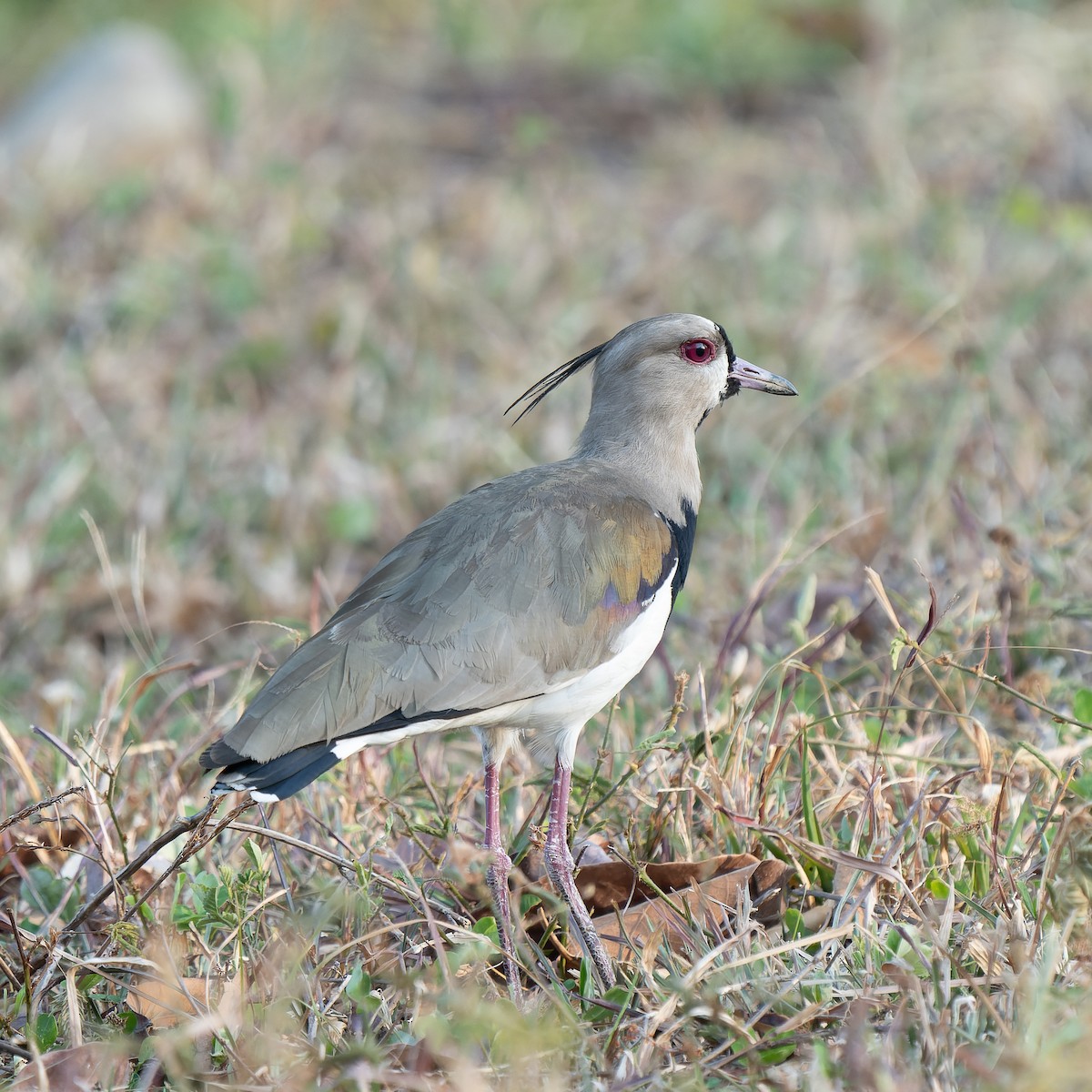 Southern Lapwing - Jairo Cadavid