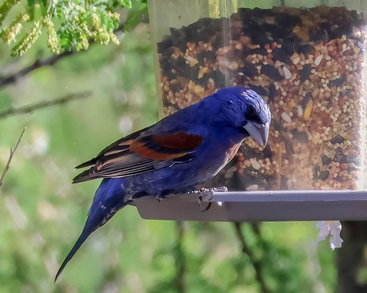 Blue Grosbeak - Sue Smith