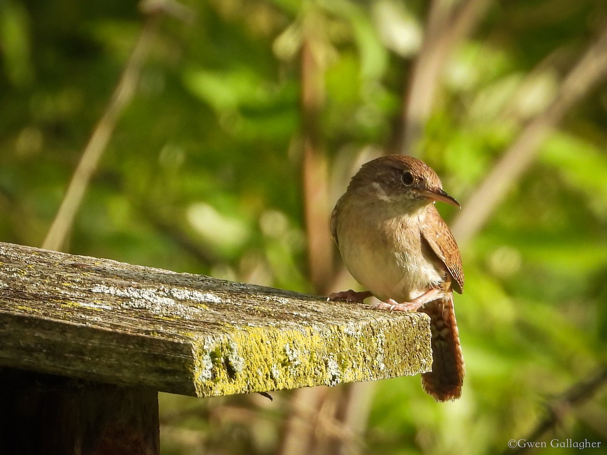 House Wren (Northern) - Gwen Gallagher