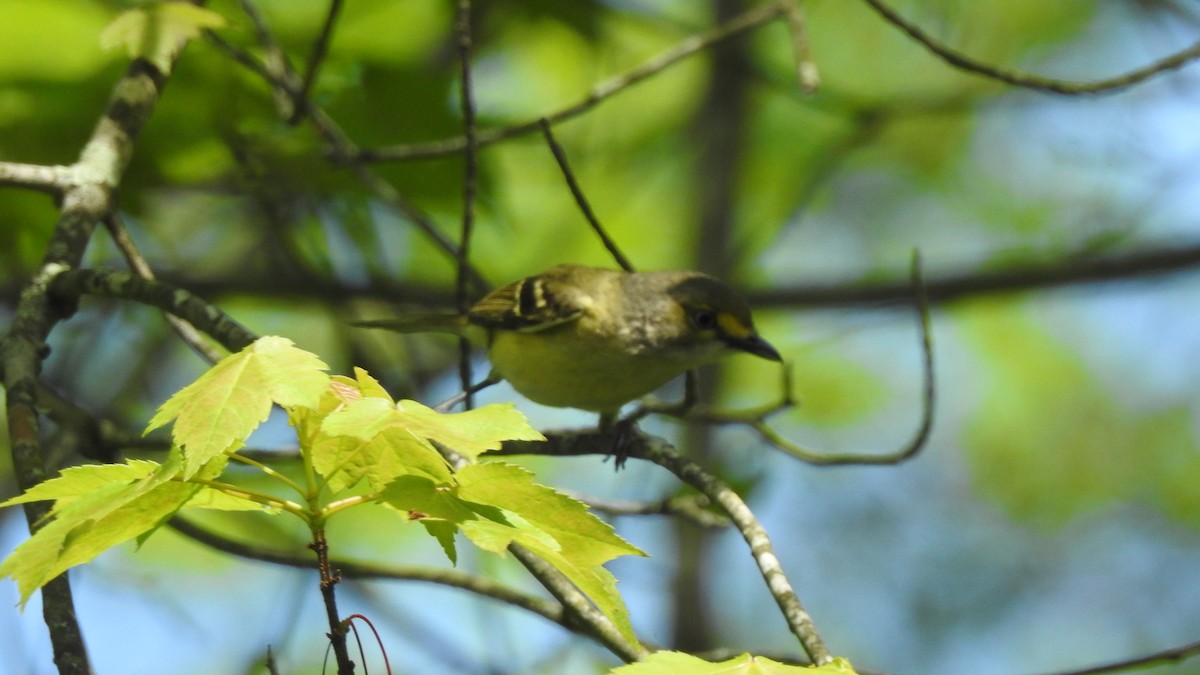 Ak Gözlü Vireo - ML619551556