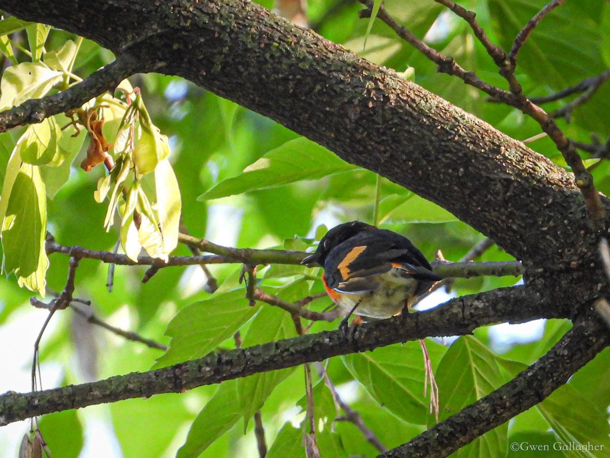 American Redstart - Gwen Gallagher