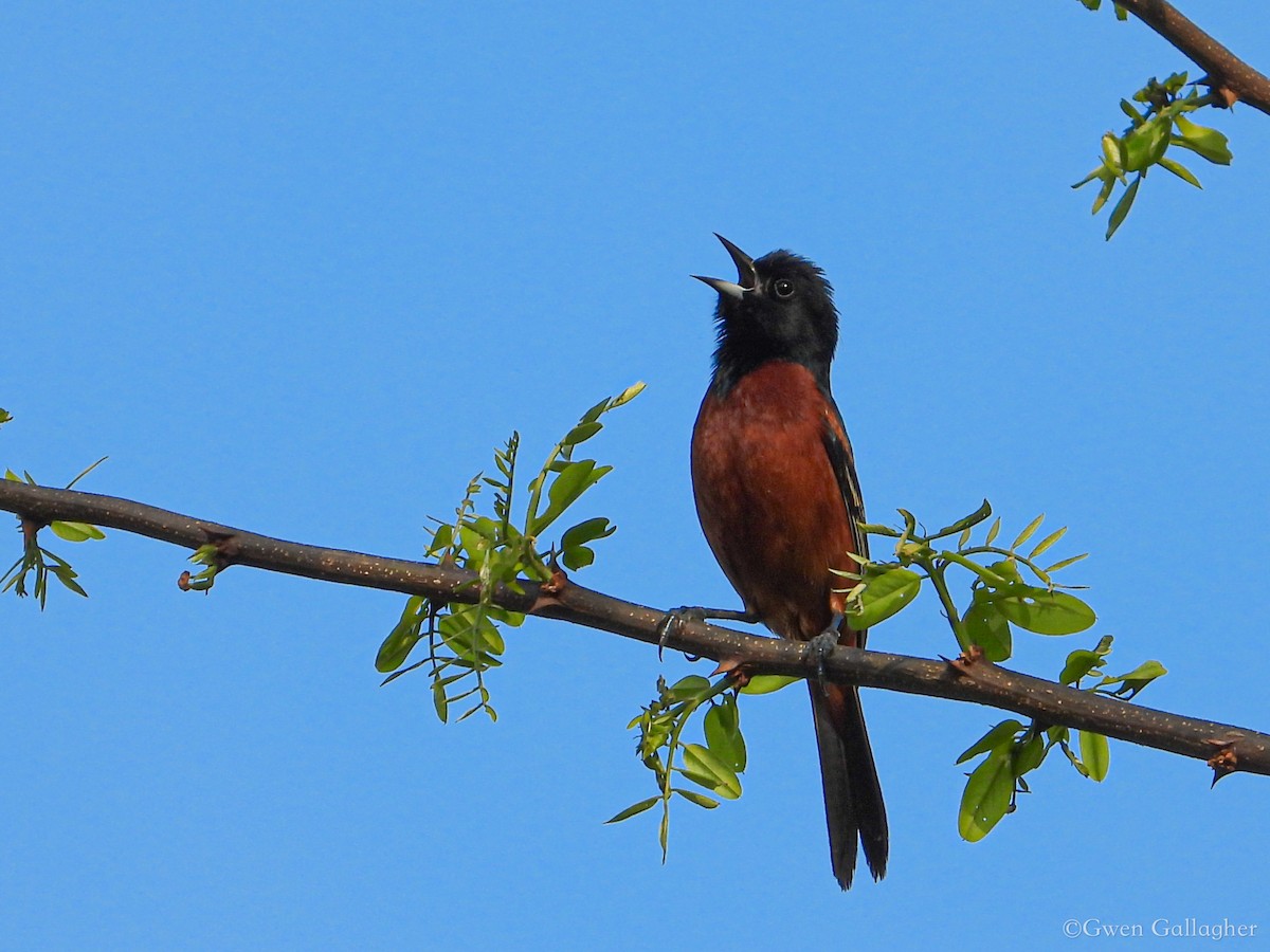 Orchard Oriole - Gwen Gallagher