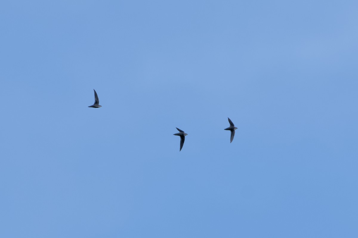 Chimney Swift - ML619551560