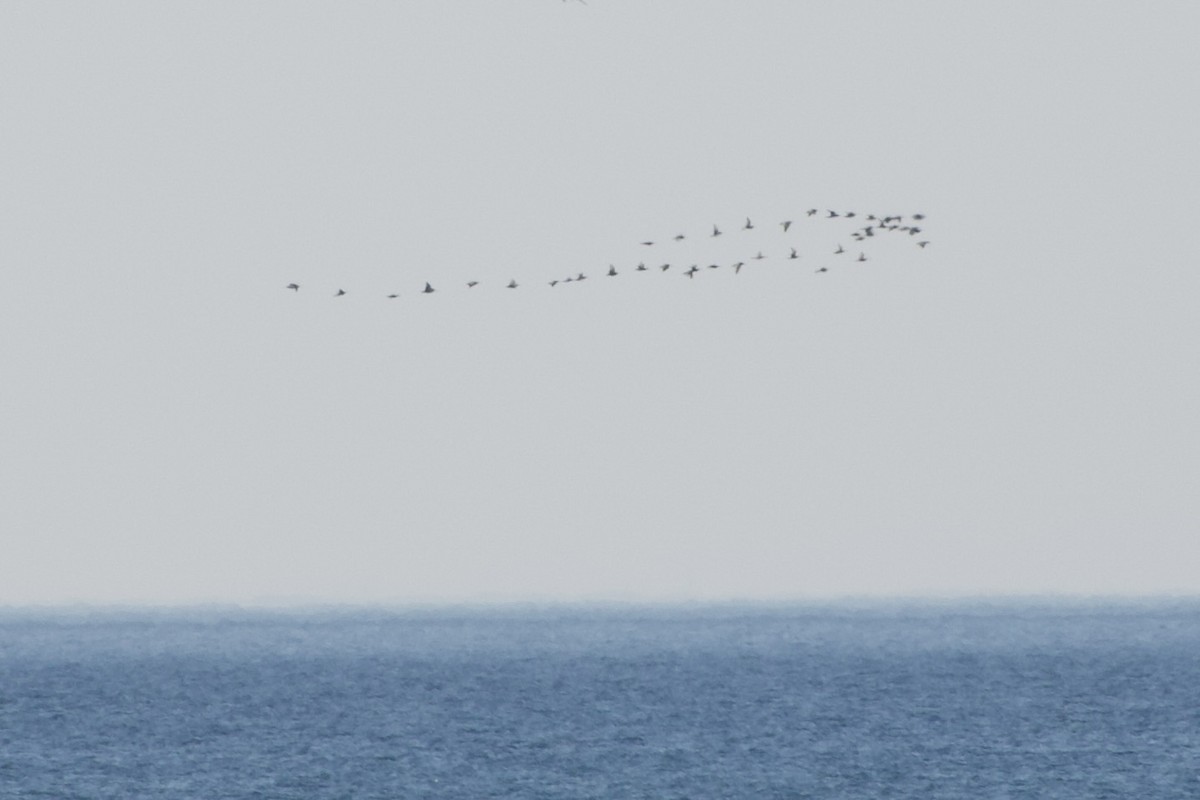 Whimbrel - Jerry Horak