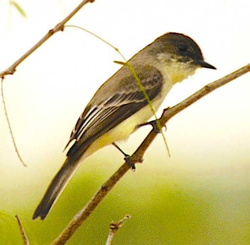 Eastern Phoebe - johnny powell