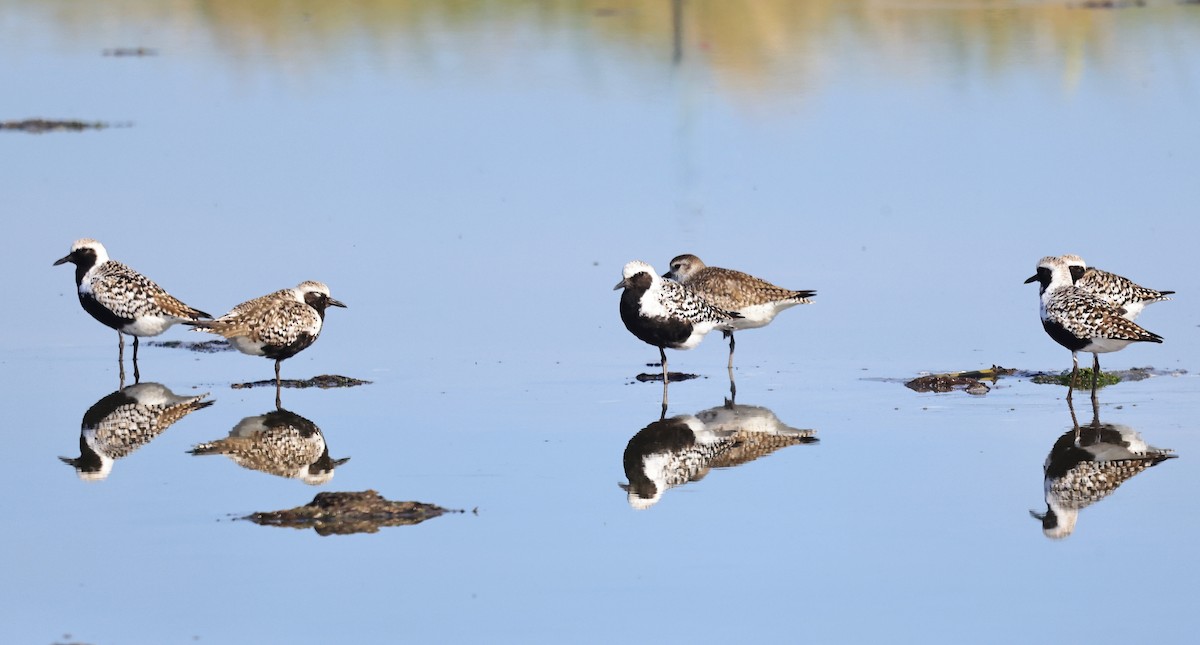 Black-bellied Plover - Betsy Staples