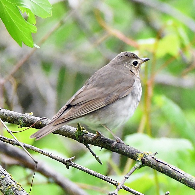 Gray-cheeked Thrush - Denny Granstrand