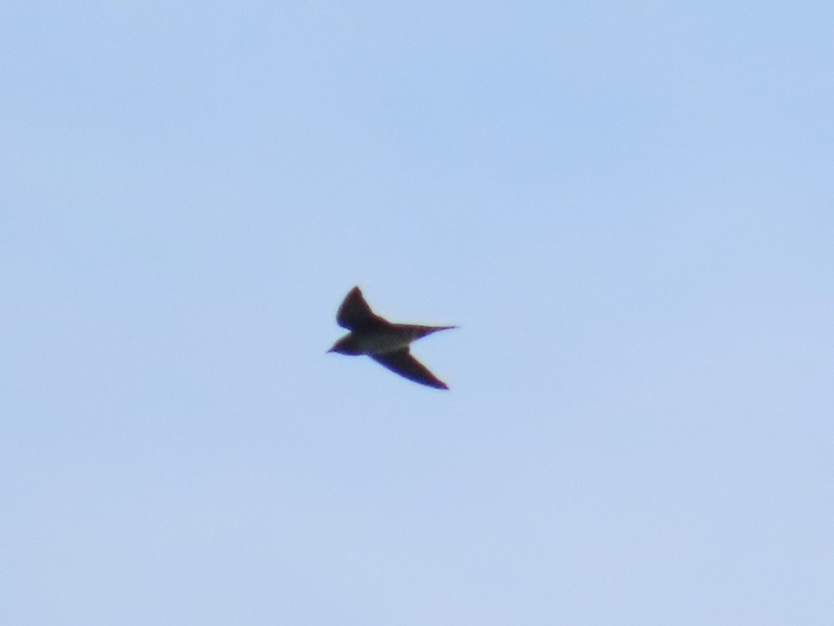 Purple Martin - ML619551566