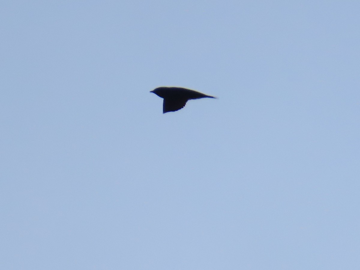 Purple Martin - ML619551567