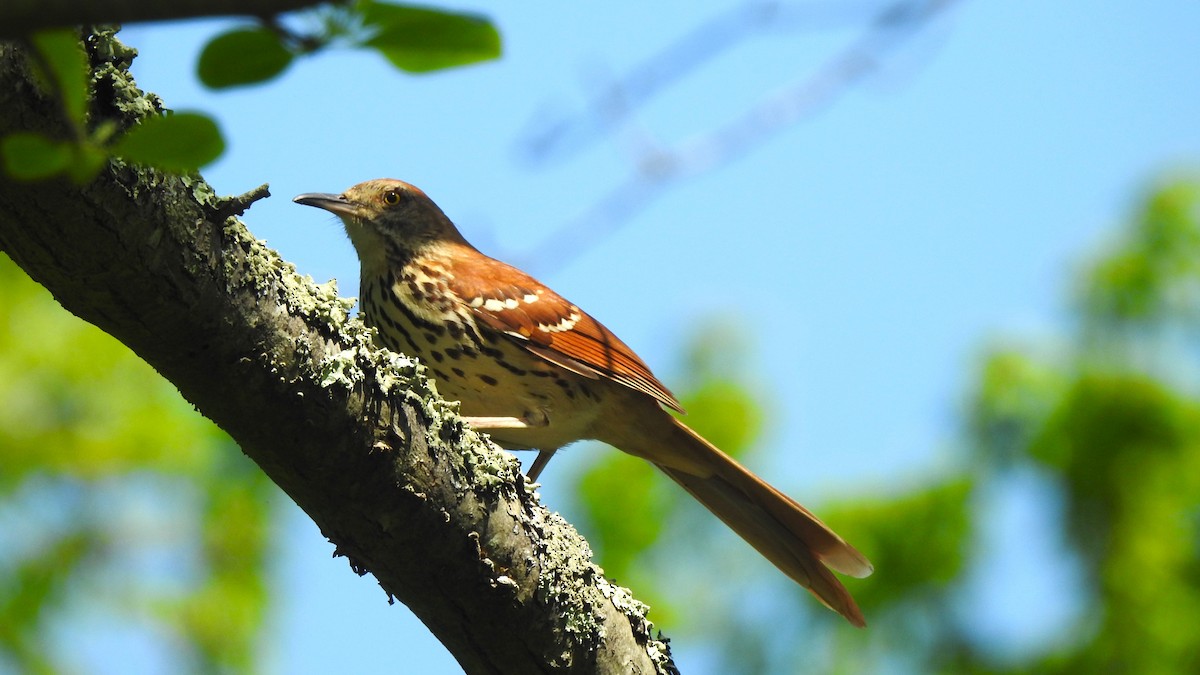 Brown Thrasher - ML619551576