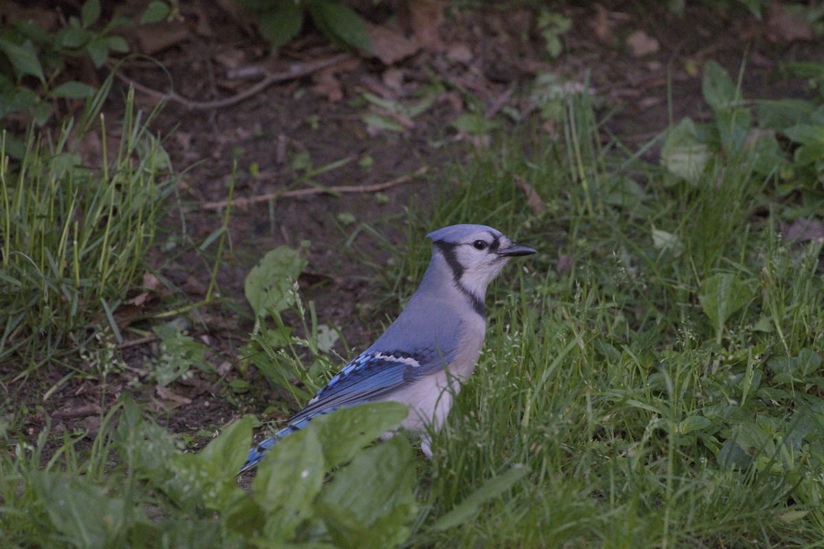 Blue Jay - Robert Howard