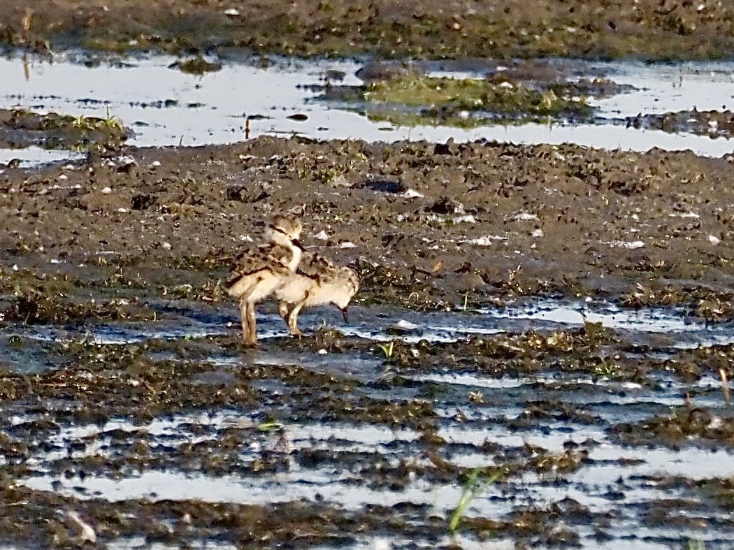 Black-necked Stilt - Sarah Preston