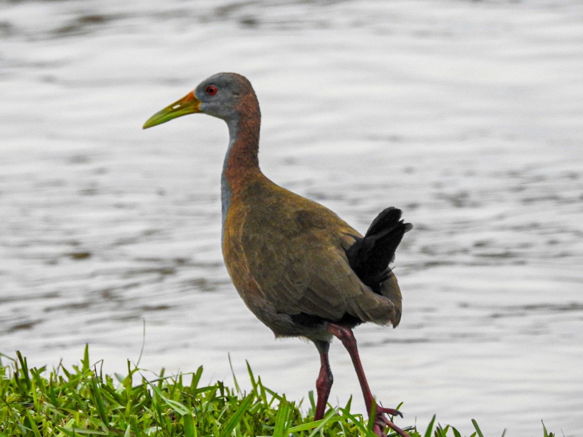 Giant Wood-Rail - Rafael Juchem