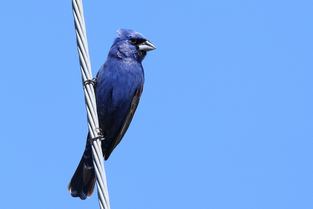 Blue Grosbeak - Roi & Debbie Shannon