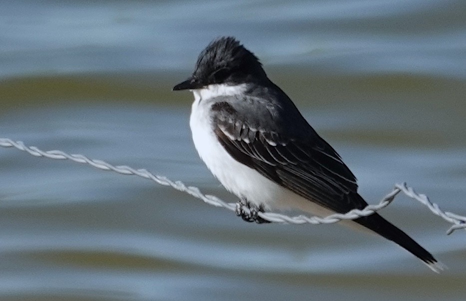 Eastern Kingbird - Peter Williams