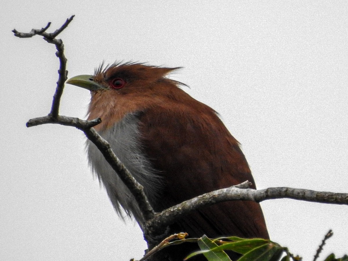 Squirrel Cuckoo - Rafael Juchem