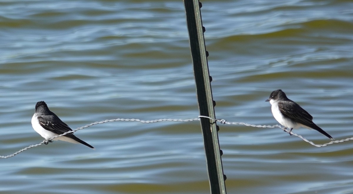 Eastern Kingbird - Peter Williams