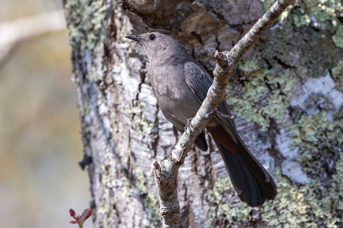 Gray Catbird - Chris Scott