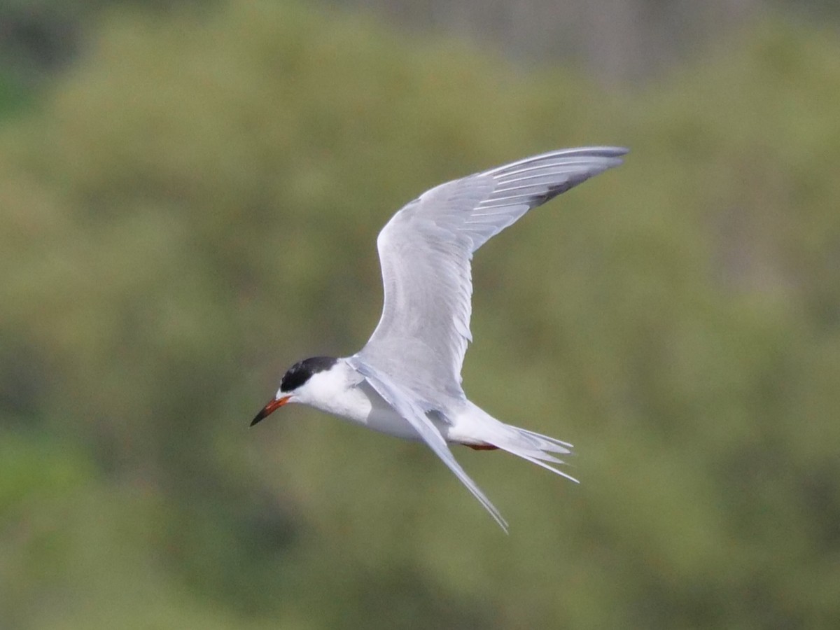 Common Tern - william gray