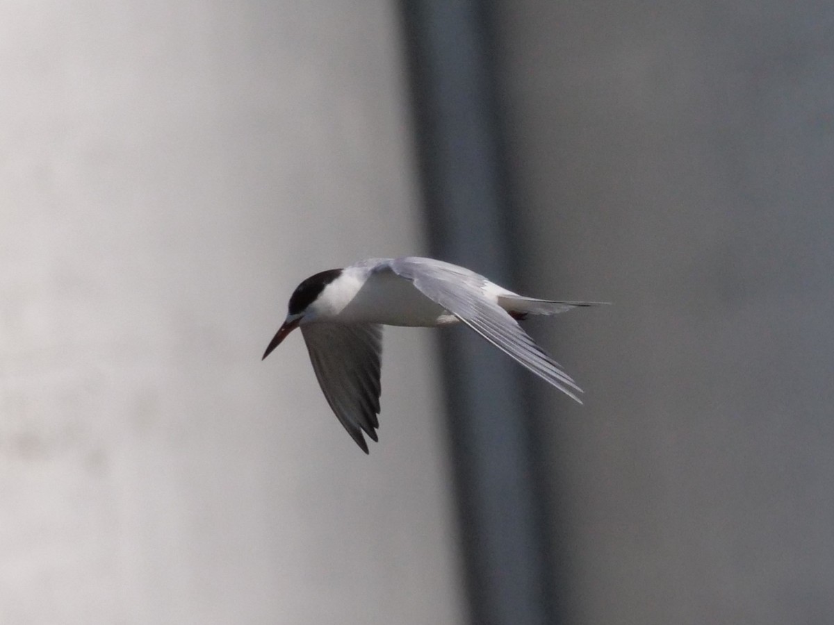 Common Tern - william gray