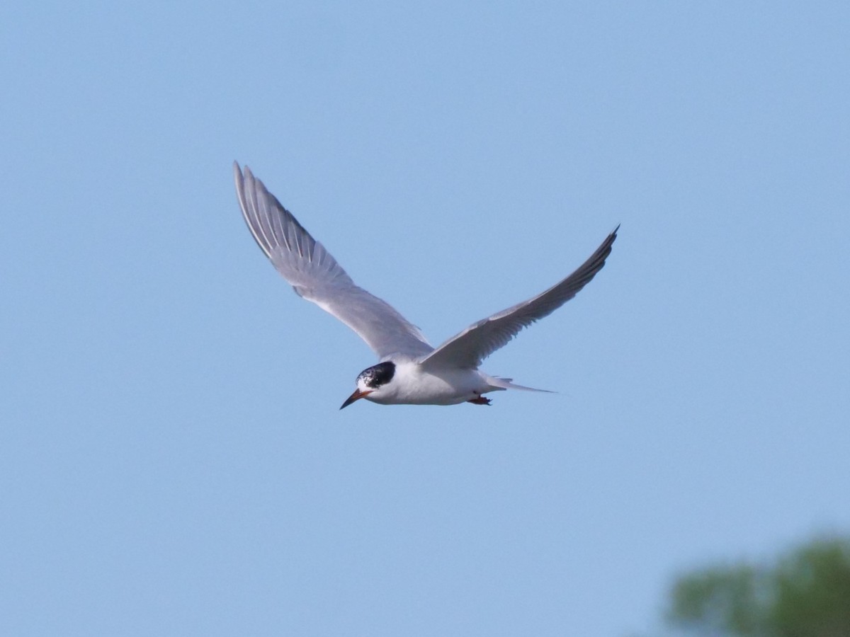Common Tern - william gray