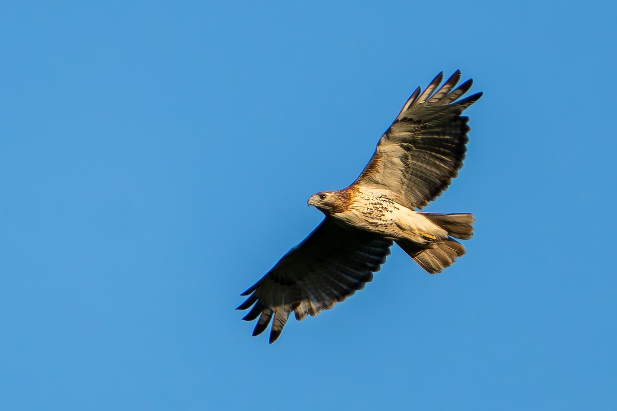 Red-tailed Hawk - Timothy Flynn