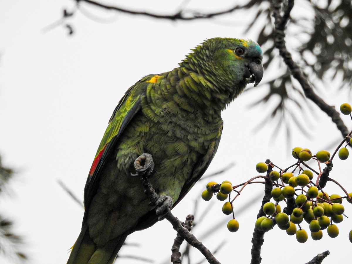 Turquoise-fronted Parrot - Rafael Juchem