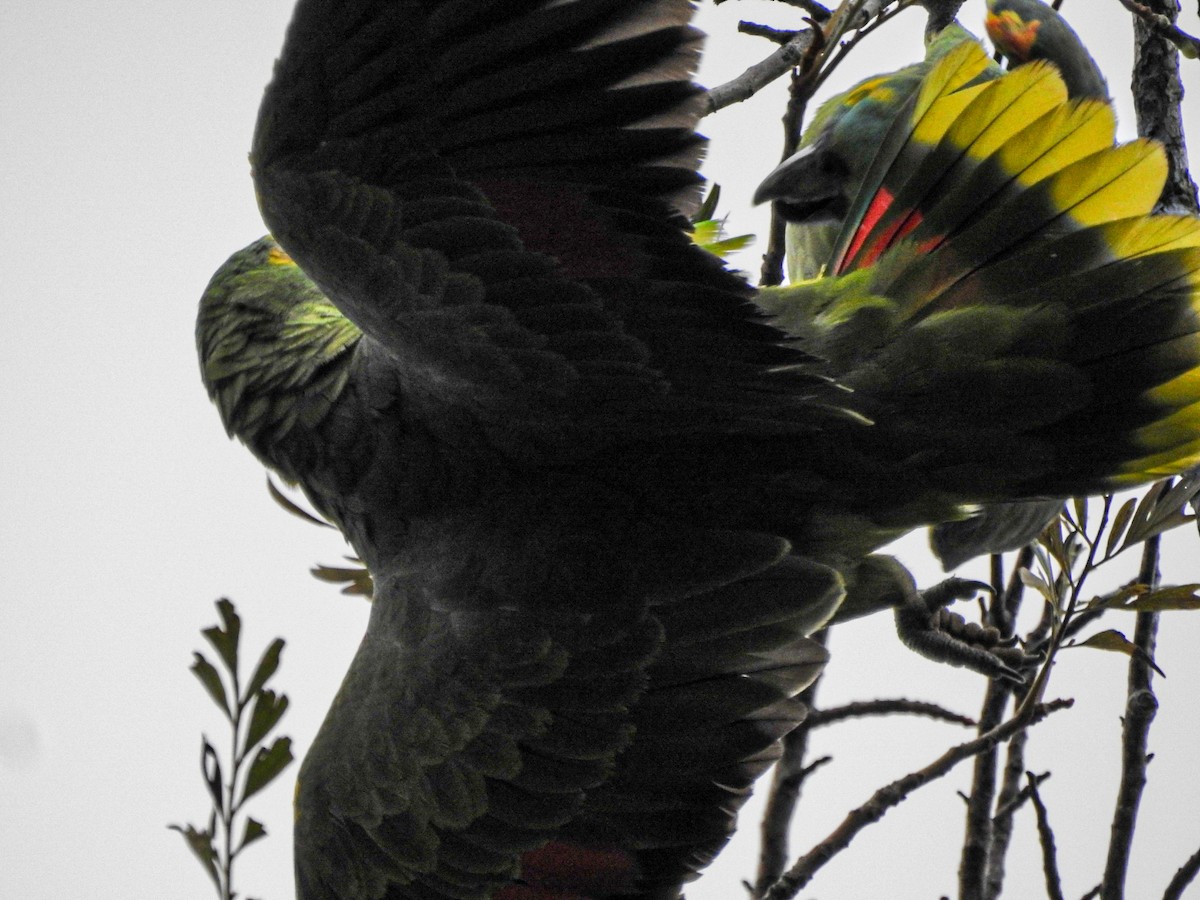 Turquoise-fronted Parrot - ML619551612