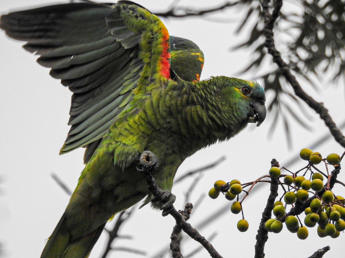 Turquoise-fronted Parrot - Rafael Juchem