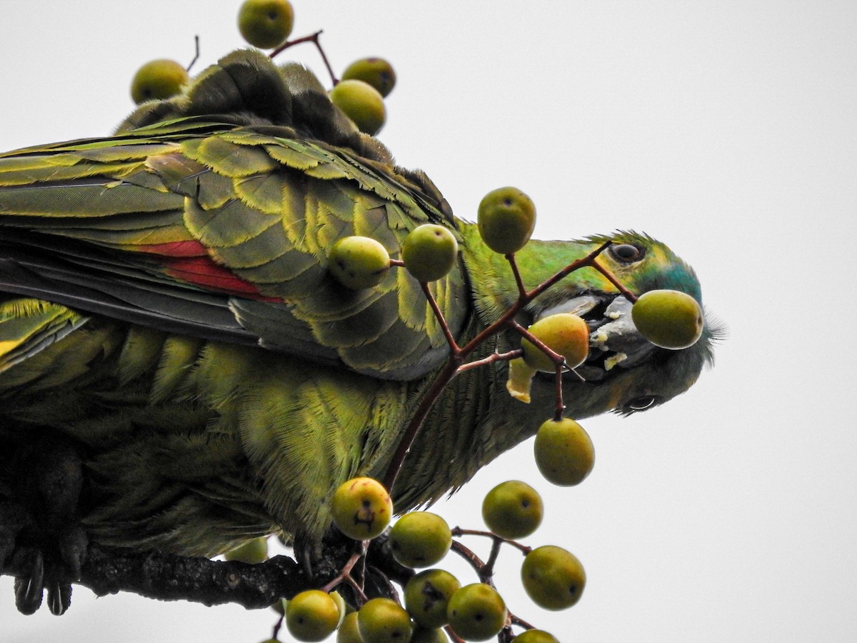 Turquoise-fronted Parrot - Rafael Juchem