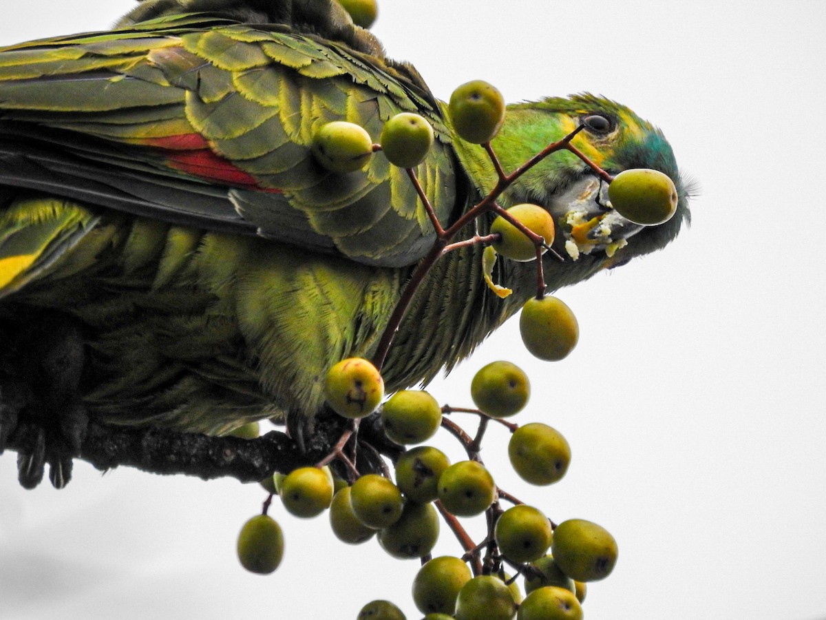 Turquoise-fronted Parrot - Rafael Juchem