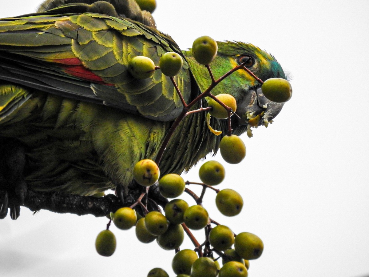 Turquoise-fronted Parrot - Rafael Juchem