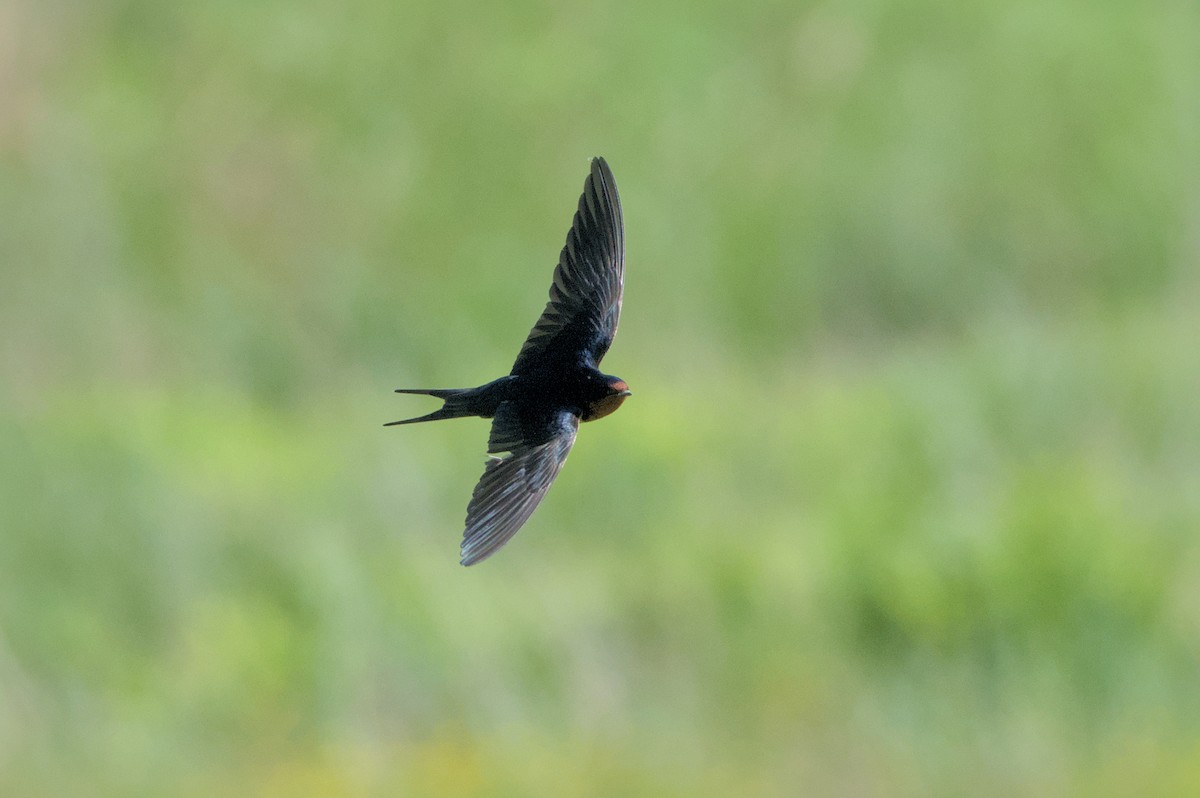 Barn Swallow - Robert Howard