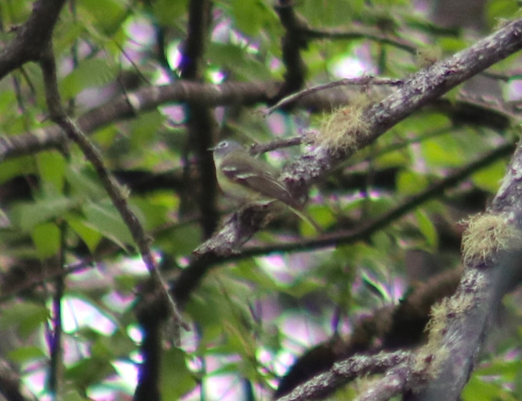 Blue-headed Vireo - Cindy Grimes