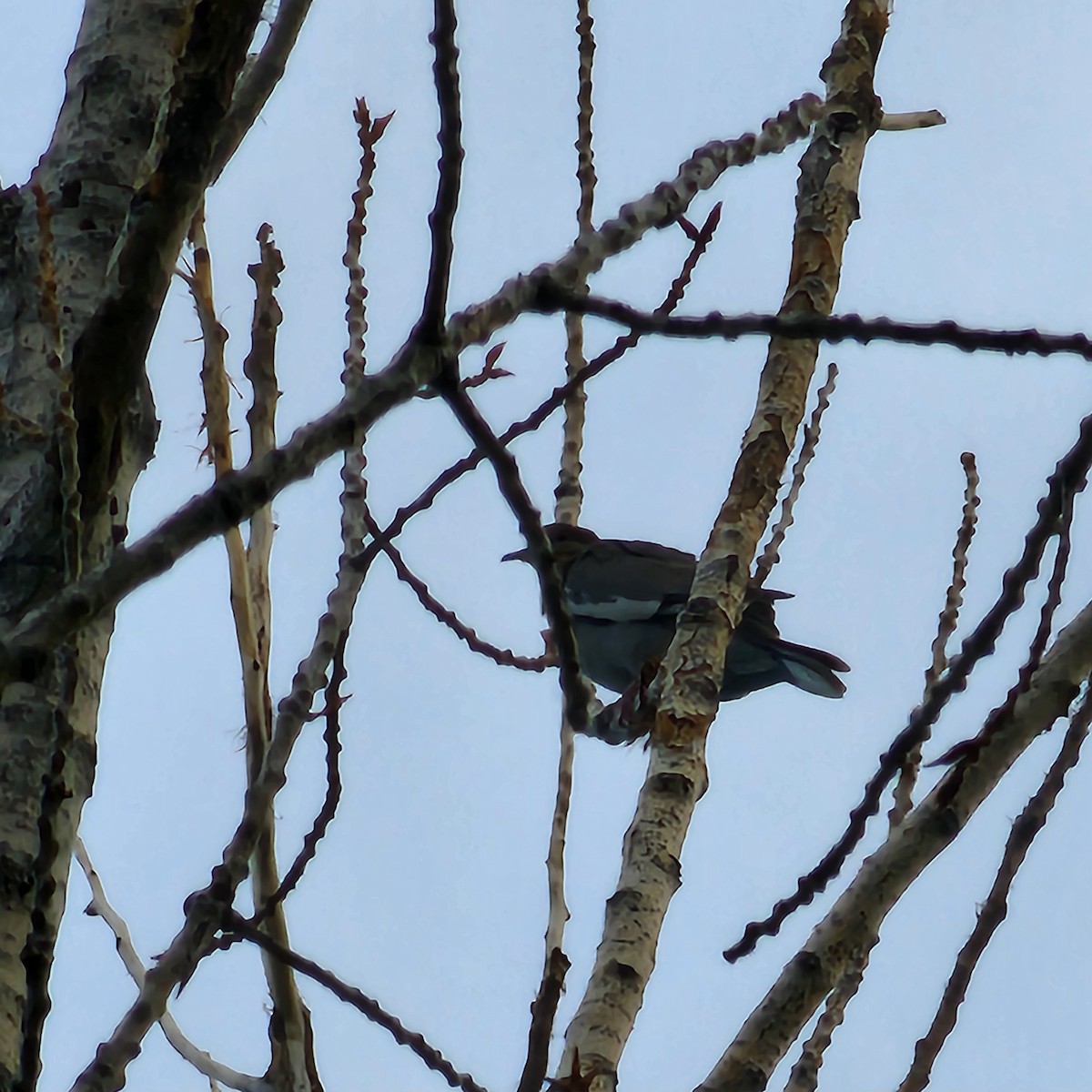 White-winged Dove - ML619551631