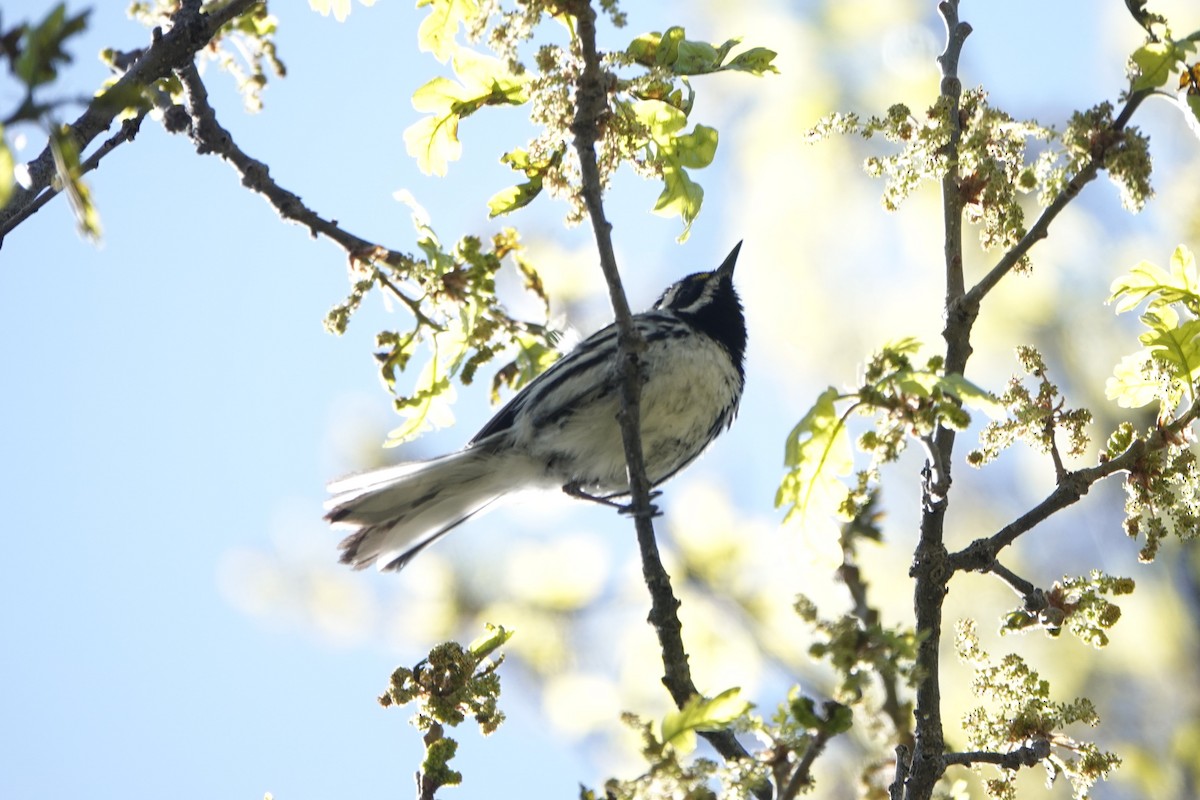 Black-throated Gray Warbler - Lisa Wilk