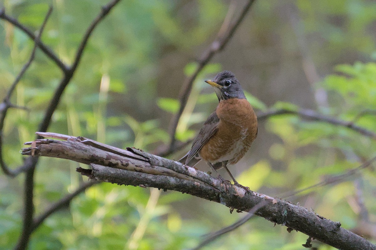 American Robin - Robert Howard