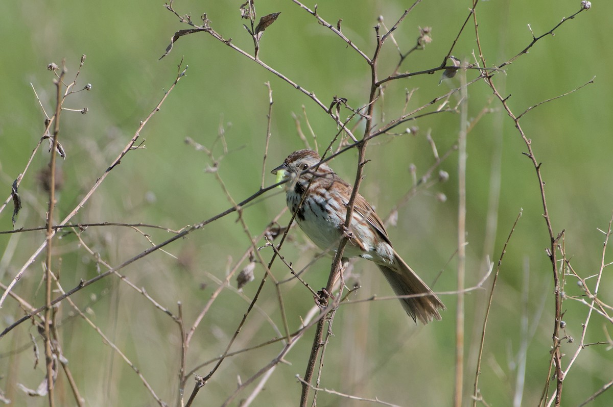 Song Sparrow - Robert Howard