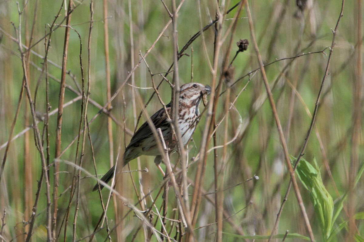 Song Sparrow - Robert Howard