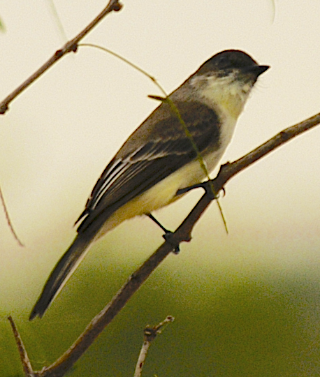 Eastern Phoebe - johnny powell