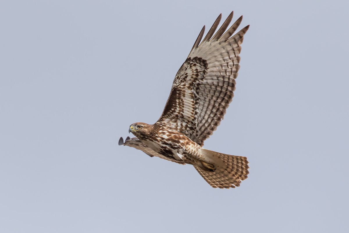 Red-tailed Hawk - Jill L