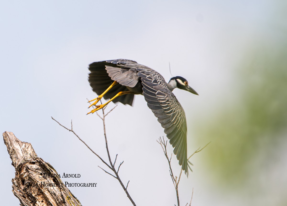 Yellow-crowned Night Heron - Trina Arnold