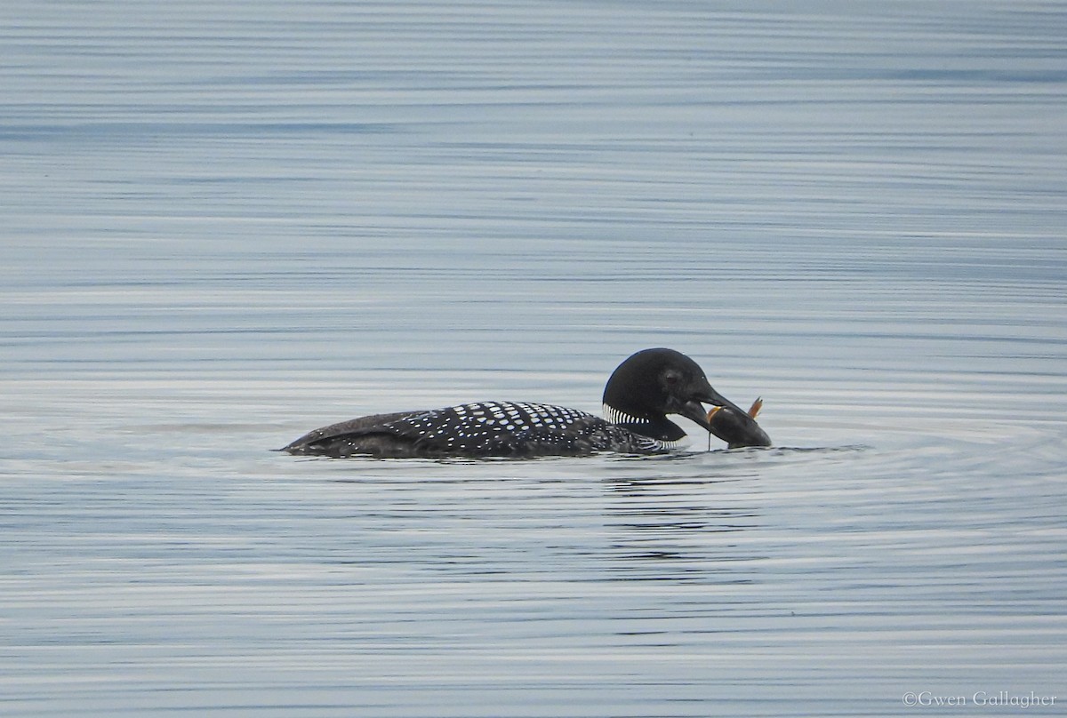 Common Loon - Gwen Gallagher