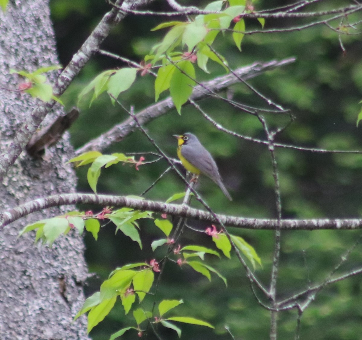 Canada Warbler - Cindy Grimes