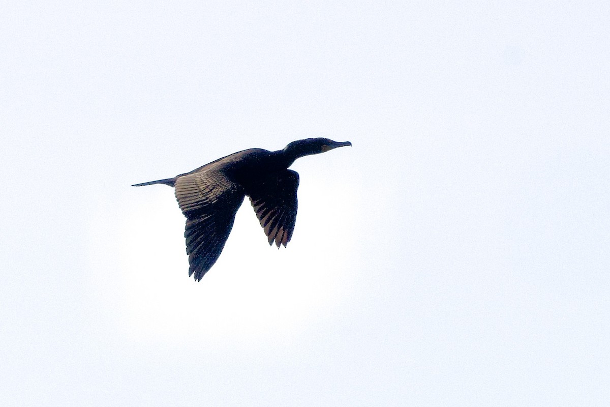 Double-crested Cormorant - Jerry Horak