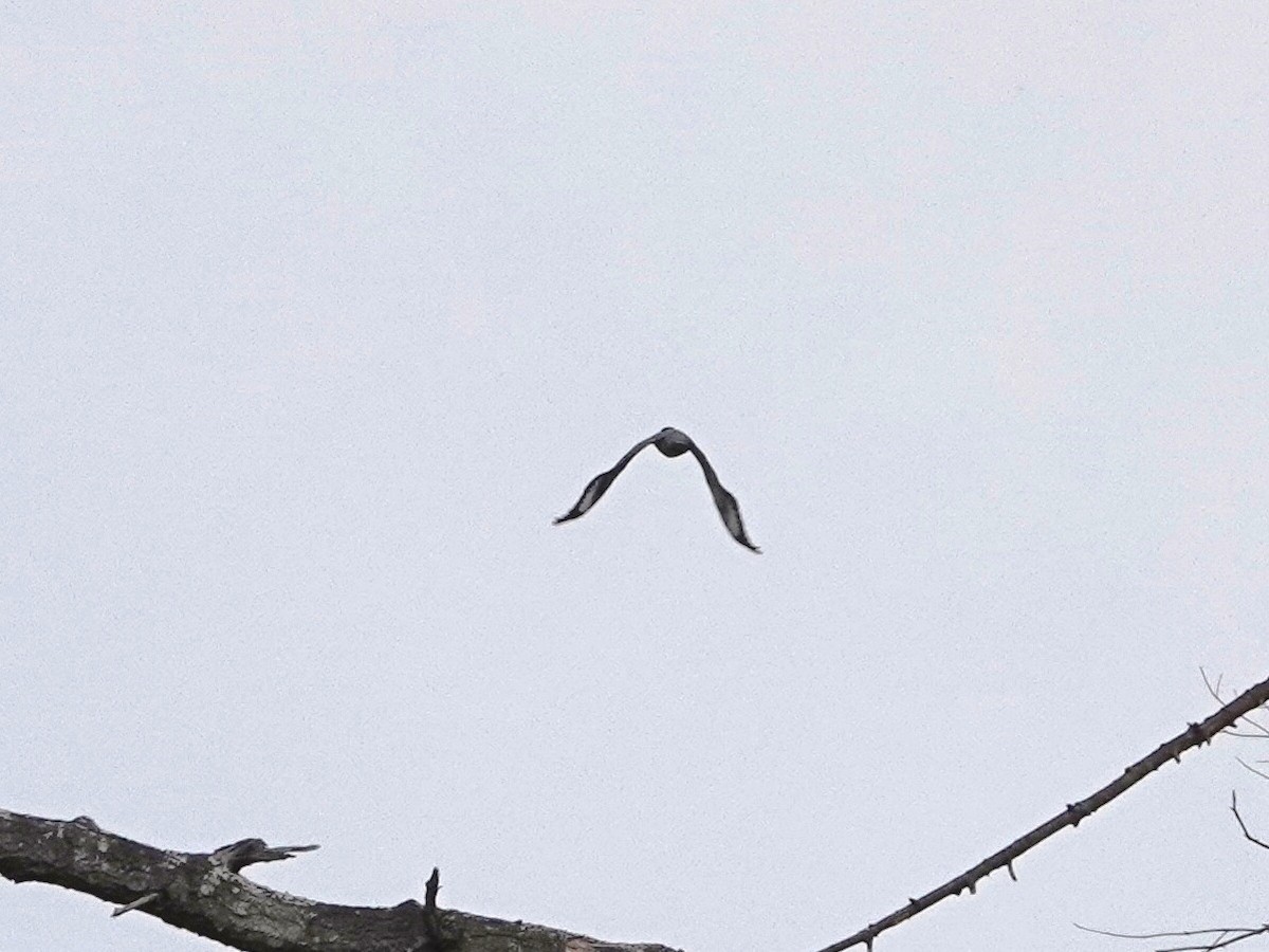 Belted Kingfisher - Norman Uyeda